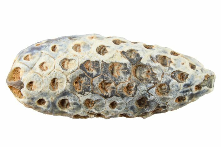 Fossil Cycadophyte Seed Cone - Boujdour, Morocco #267198